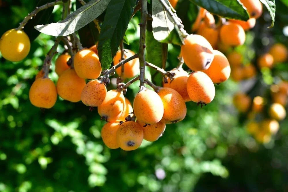 Loquat Shrub Seeds - 5 Seeds Eriobotrya Japonica, Fruiting Plant for Tropical Gardens, Edible Landscape, Low Maintenance