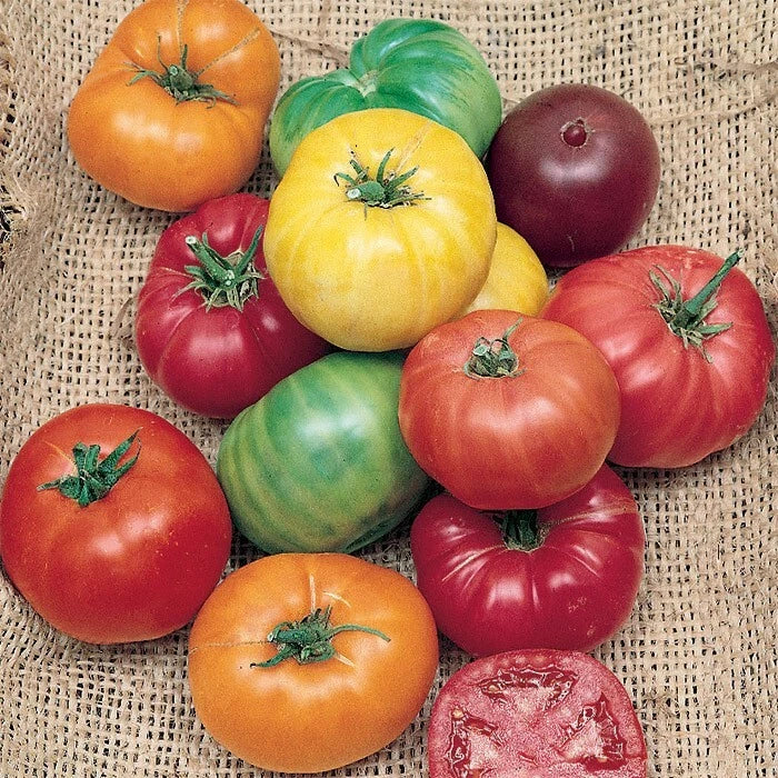 Rainbow Beefsteak Tomato Seeds - Organic, Heirloom, Non-GMO - 30+ Seeds - Solanum lycopersicum for Home Gardening
