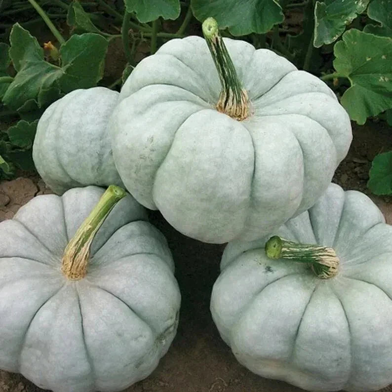 Organic Blue Doll Pumpkin Seeds - 10 Count - Cucurbita pepo - Unique Blue Pumpkins, USA Grown, Ships Free