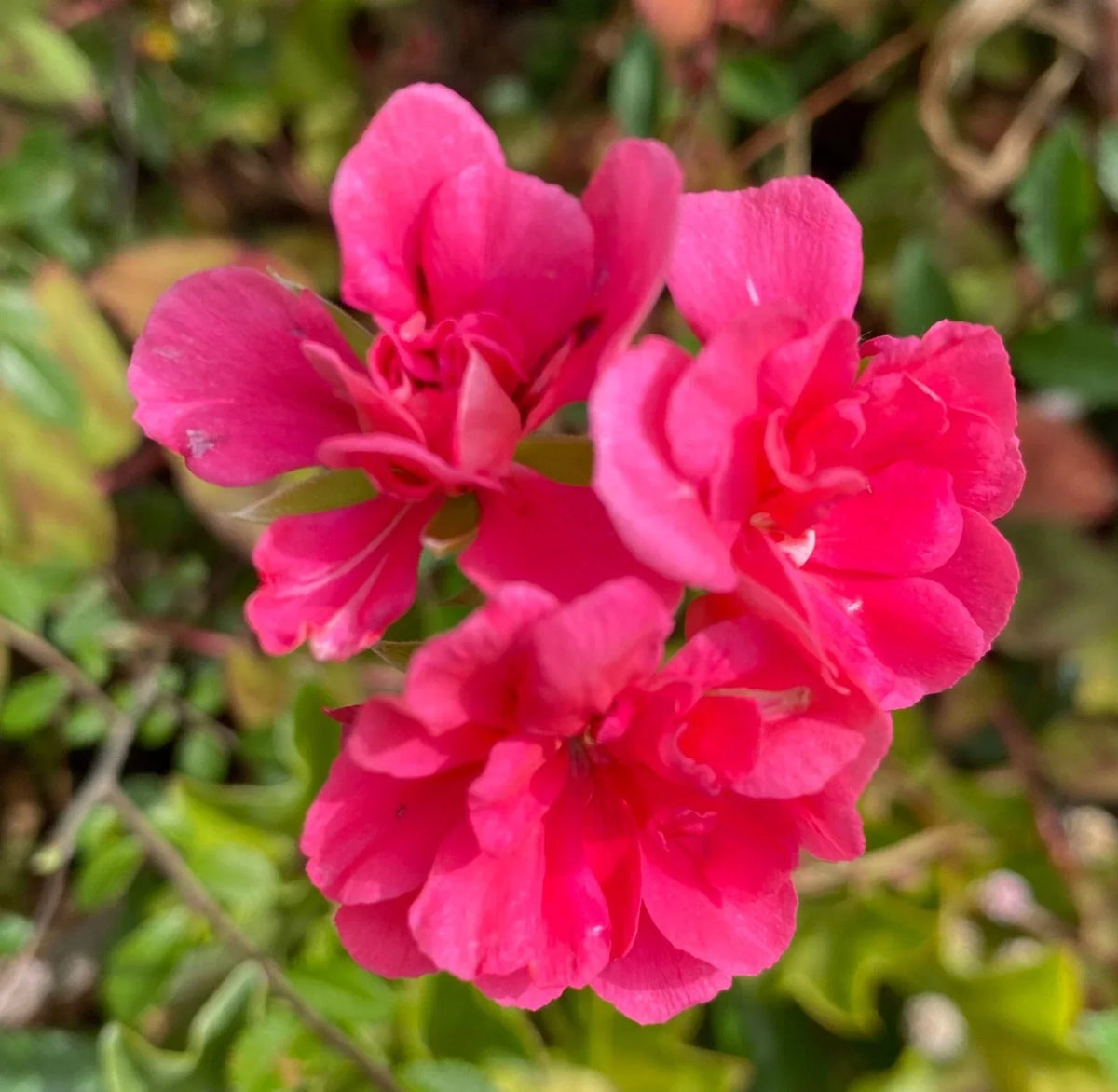Fragrant Pink Flower Geranium Cuttings - 3 Rooting Cuttings - Pelargonium spp. - Easy to Grow, Low Maintenance