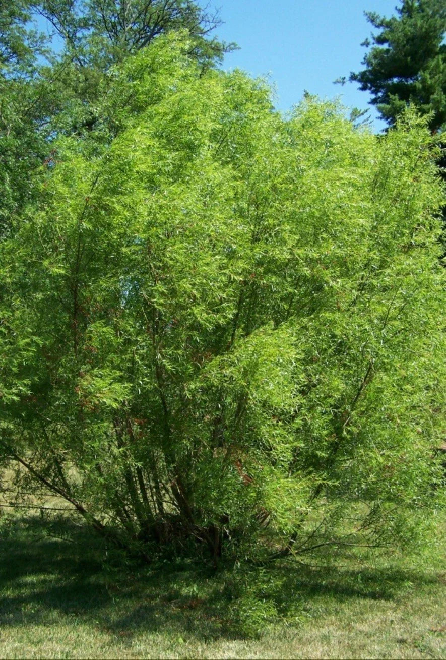 Black Willow Tree Cuttings - 12 Pack - Fast Growing Shade Tree - Salix nigra - Ideal for Privacy & Erosion Control