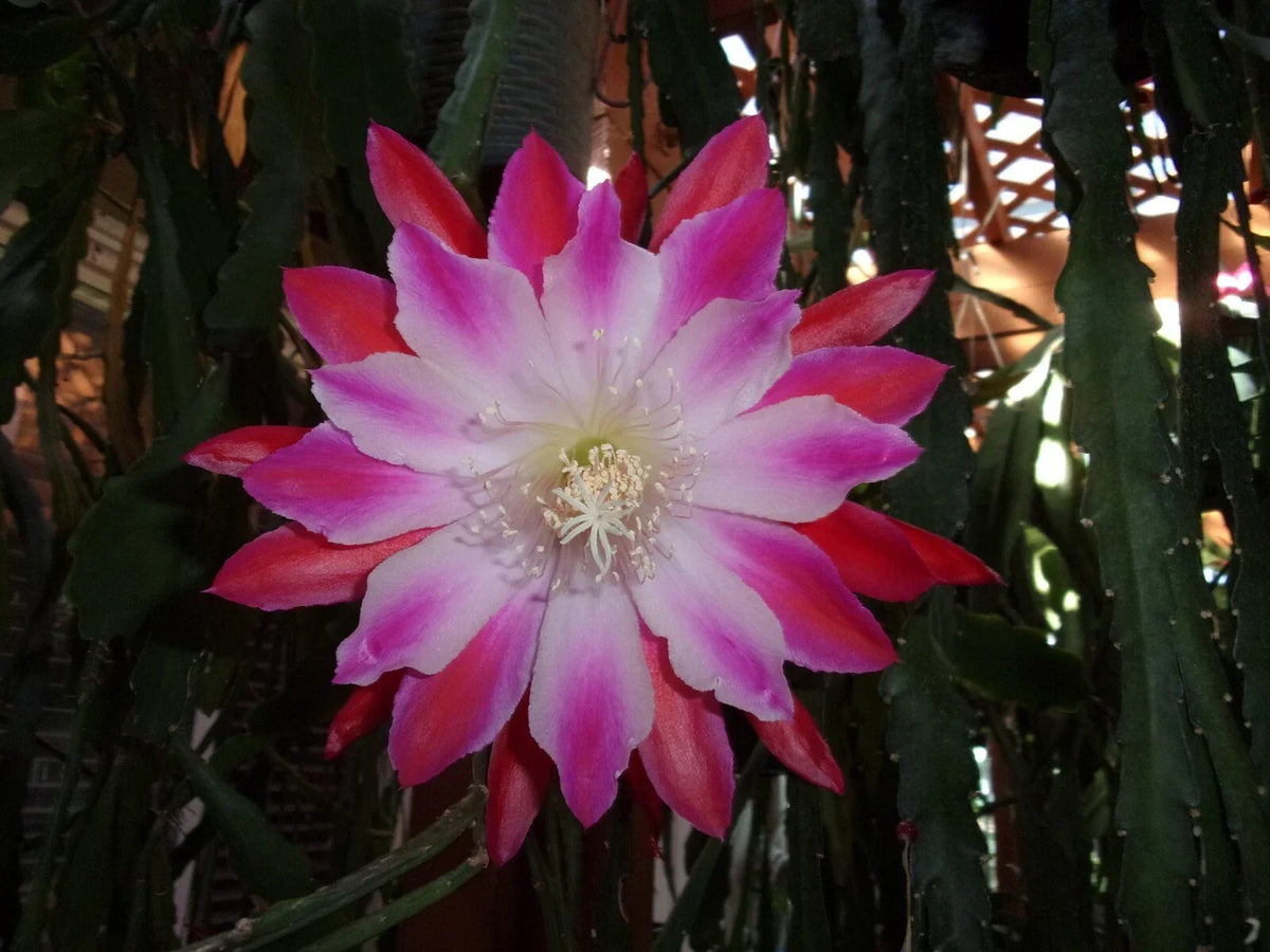 Epiphyllum Orchid Cactus Cutting - 6-Inch "Tomatsu Kida" - Rare Succulent Plant for Indoor Gardening - Epiphyllum spp.