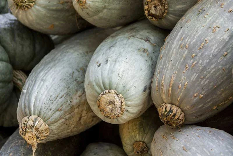 Guatemalan Blue Squash Seeds - 25+ Count - Cucurbita maxima - Heirloom, Non-GMO, USA Grown, Ideal for Home Gardening