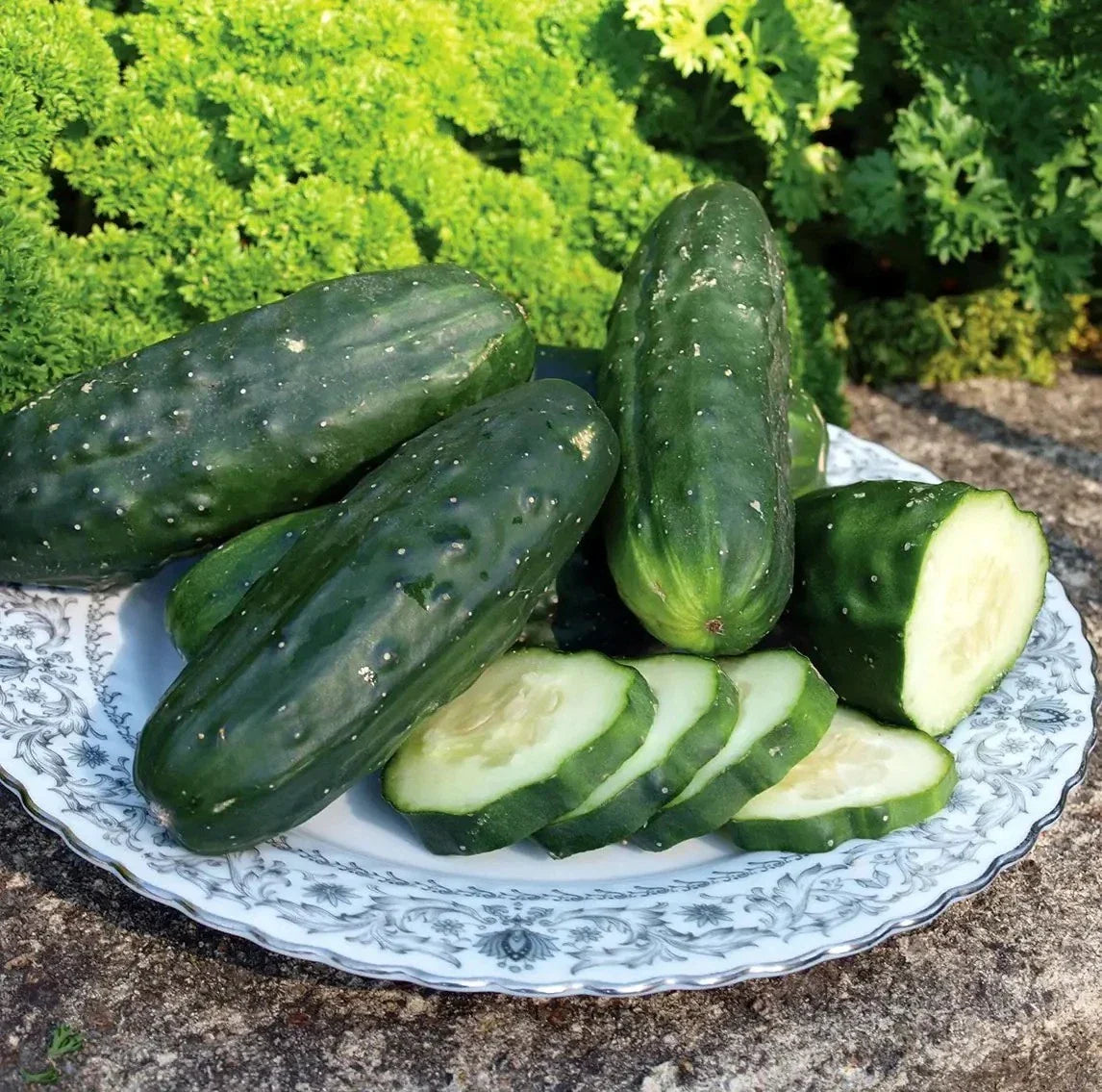 Double Yield Cucumber Seeds - 100+ Heirloom Organic NON-GMO - Cucumis sativus - Fresh Gardening Seeds for Home Gardeners