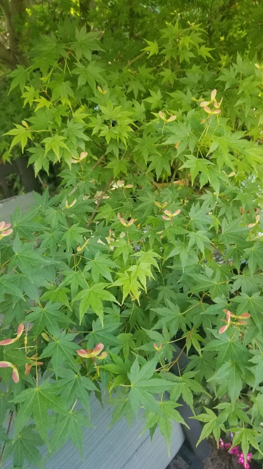 Japanese Green Maple Tree Cuttings (10 No Roots) - Acer palmatum - Easy to Grow for Gardening and Landscaping
