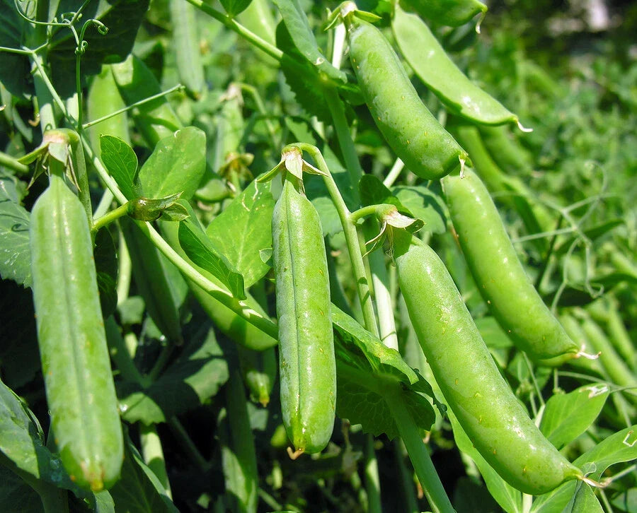 Super Sugar Snap Pea Seeds - 20+ Heirloom Green Sweet Peas - Pisum sativum var. macrocarpon - USA Grown Gardening Seeds