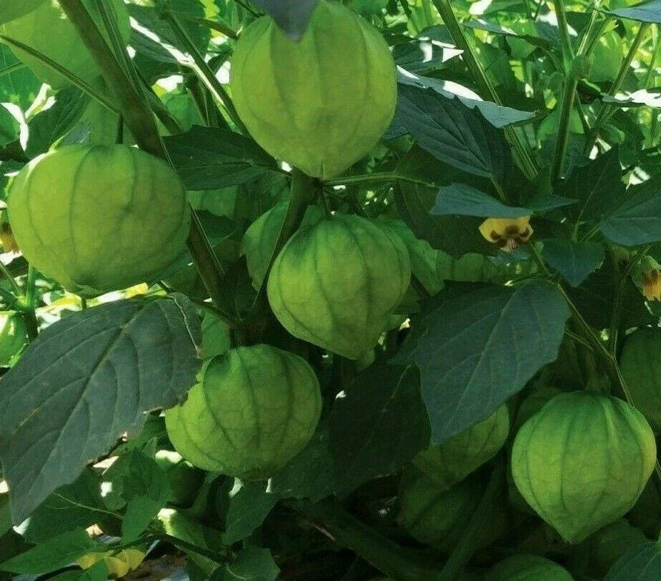 Tomatillo Seeds 100+ Pack Verde Physalis ixocarpa for Home Gardening, Salsa & Culinary Uses