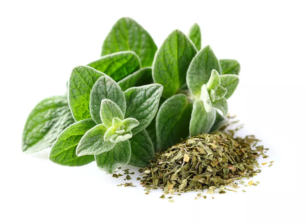 Italian Oregano Seeds | 500+ Non-GMO Heirloom Seeds | Origanum vulgare subsp. hirtum | Fresh Culinary Herb Seeds