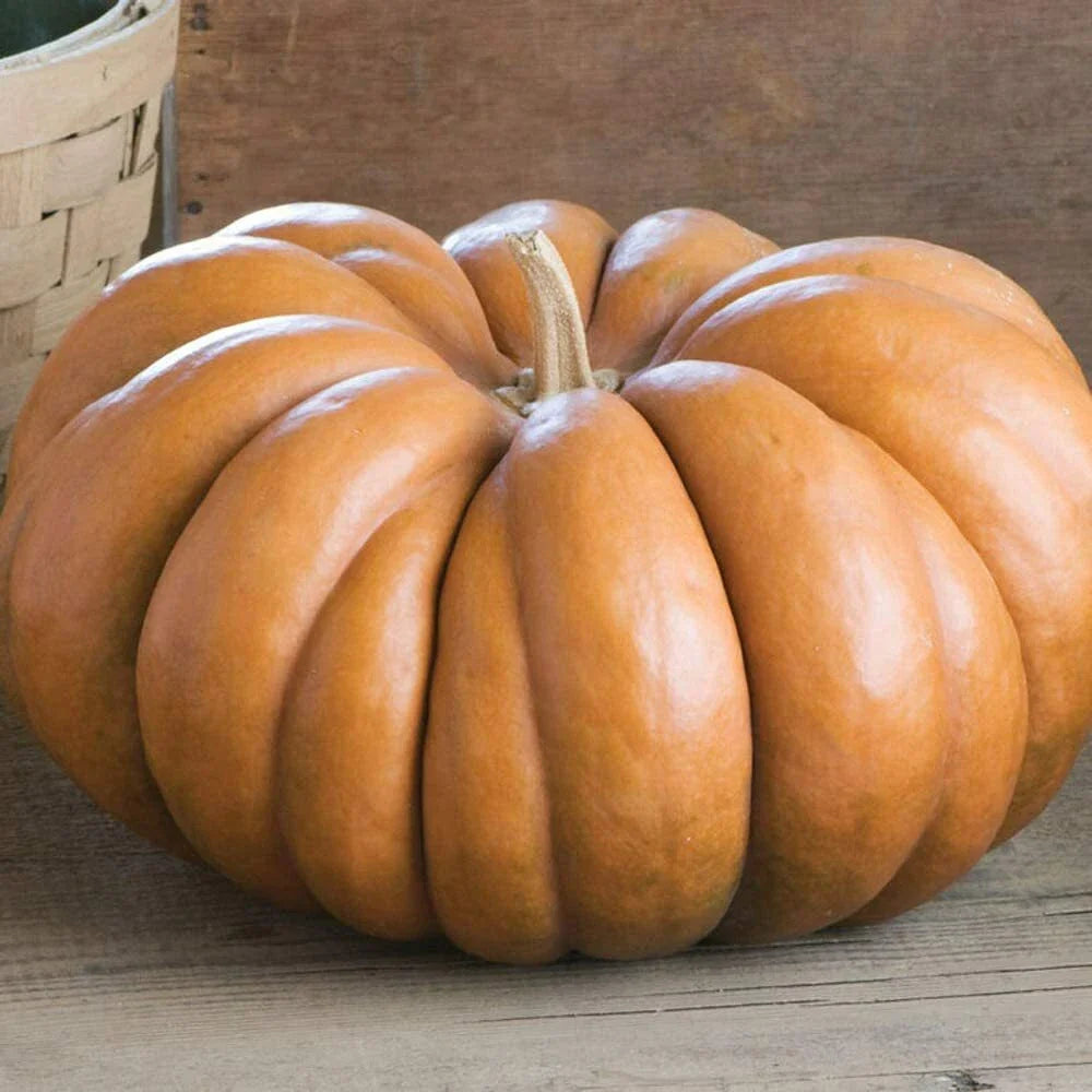 Fairytale Pumpkin Seeds | Heirloom Musquee de Provence | Organic Vegetable Seeds | Garden Planting Supplies