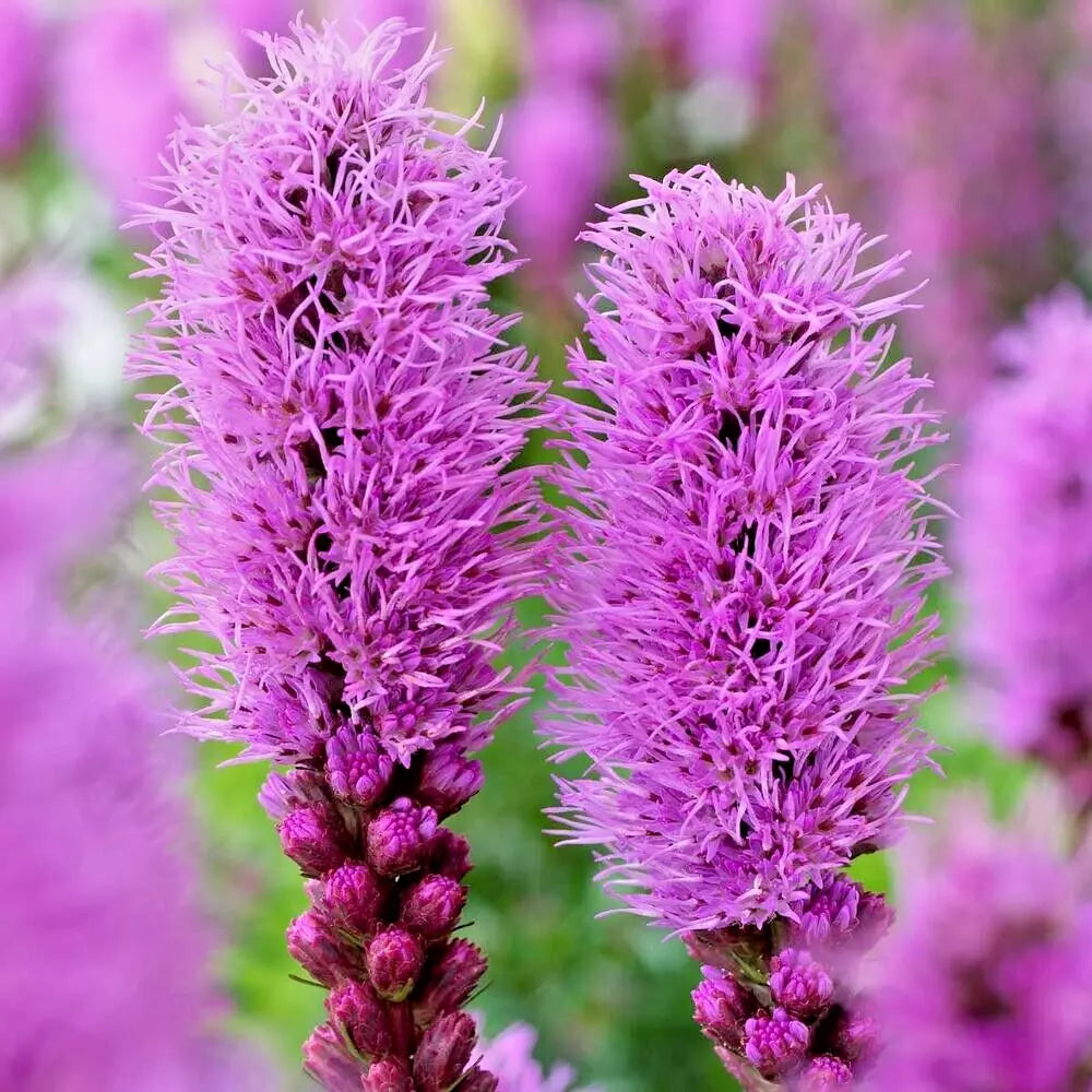 Liatris Spicata Bulbs 10-Pack Purple Blazing Star Corms Perennial Drought Tolerant Butterfly Attracting Garden Plants