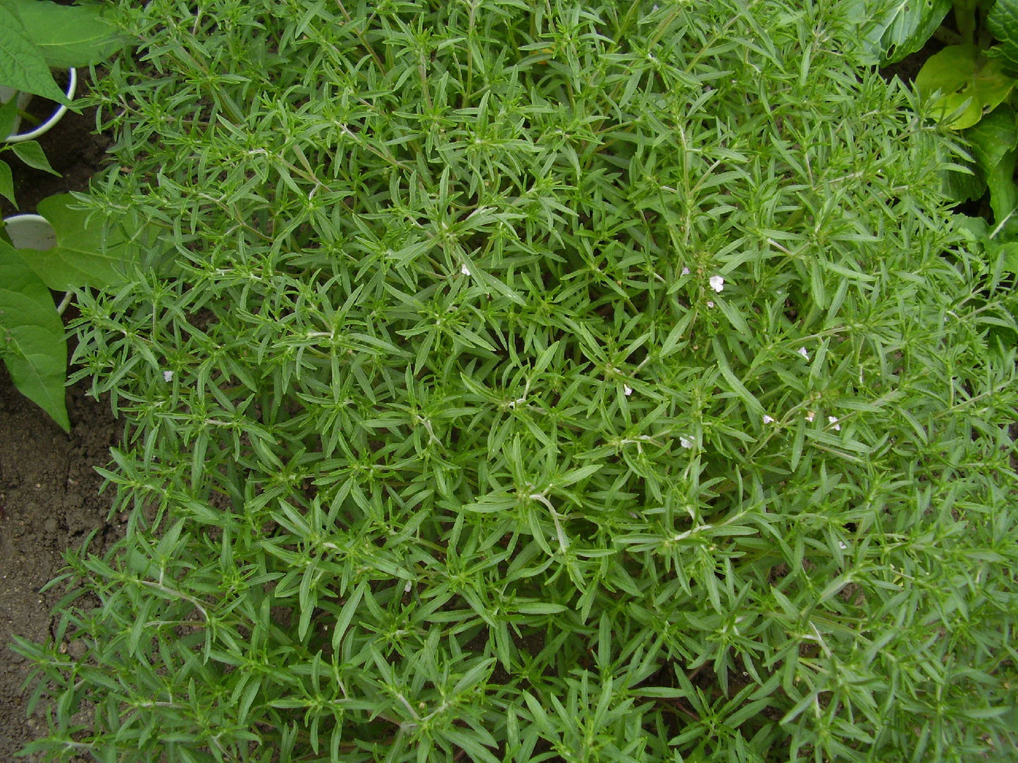 Summer Savory Herb Seeds, 510 Count - Satureja hortensis, Aromatic Culinary Herb for Cooking and Gardening