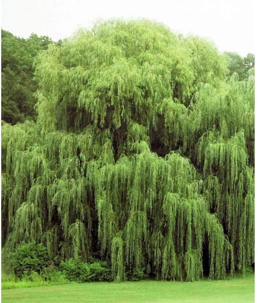 Golden Weeping Willow Trees - 2 Live Plants - Arching Foliage - Salix babylonica 'Golden' - Ready to Plant