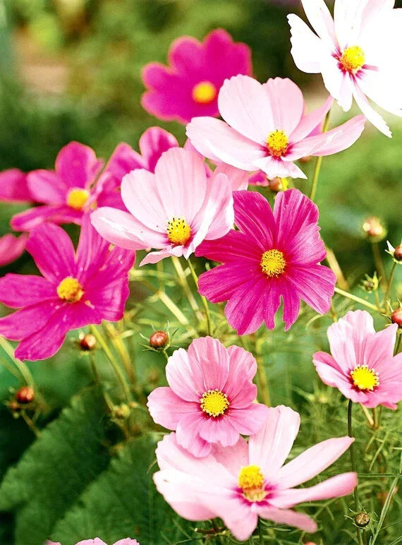 Cosmos Seeds - 200+ Hot Pink & White Mix - Flower Seeds for Garden - Cosmos bipinnatus - Non-GMO, USA