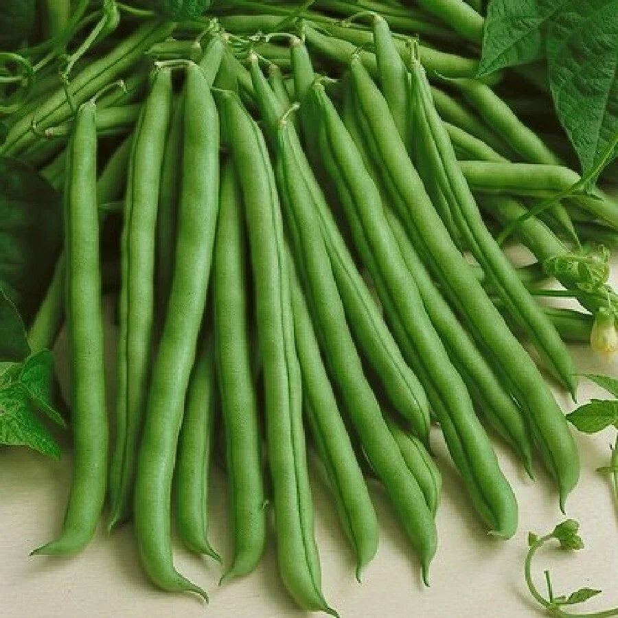 Kentucky Wonder Green Bean Seeds - Pole Variety, Non-GMO Runner Beans, Phaseolus vulgaris, Packet of 50 Seeds