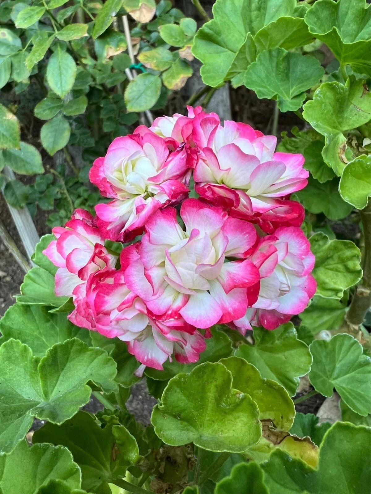 Geranium Cuttings - 3 Fresh Double White with Pink Edges - Pelargonium spp. - Perfect for Indoor/Outdoor Gardening