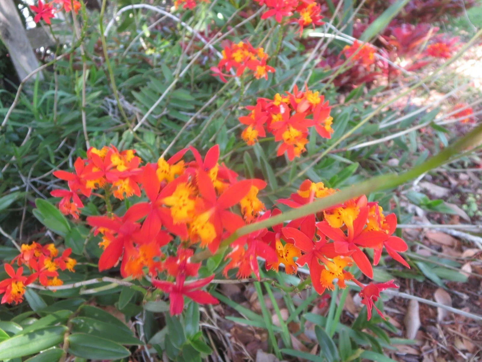 Ground Orchid Cuttings - 5 Aerial Root Epidendrum Orange - Tropical Plant for Home Decor - Epidendrum radicans