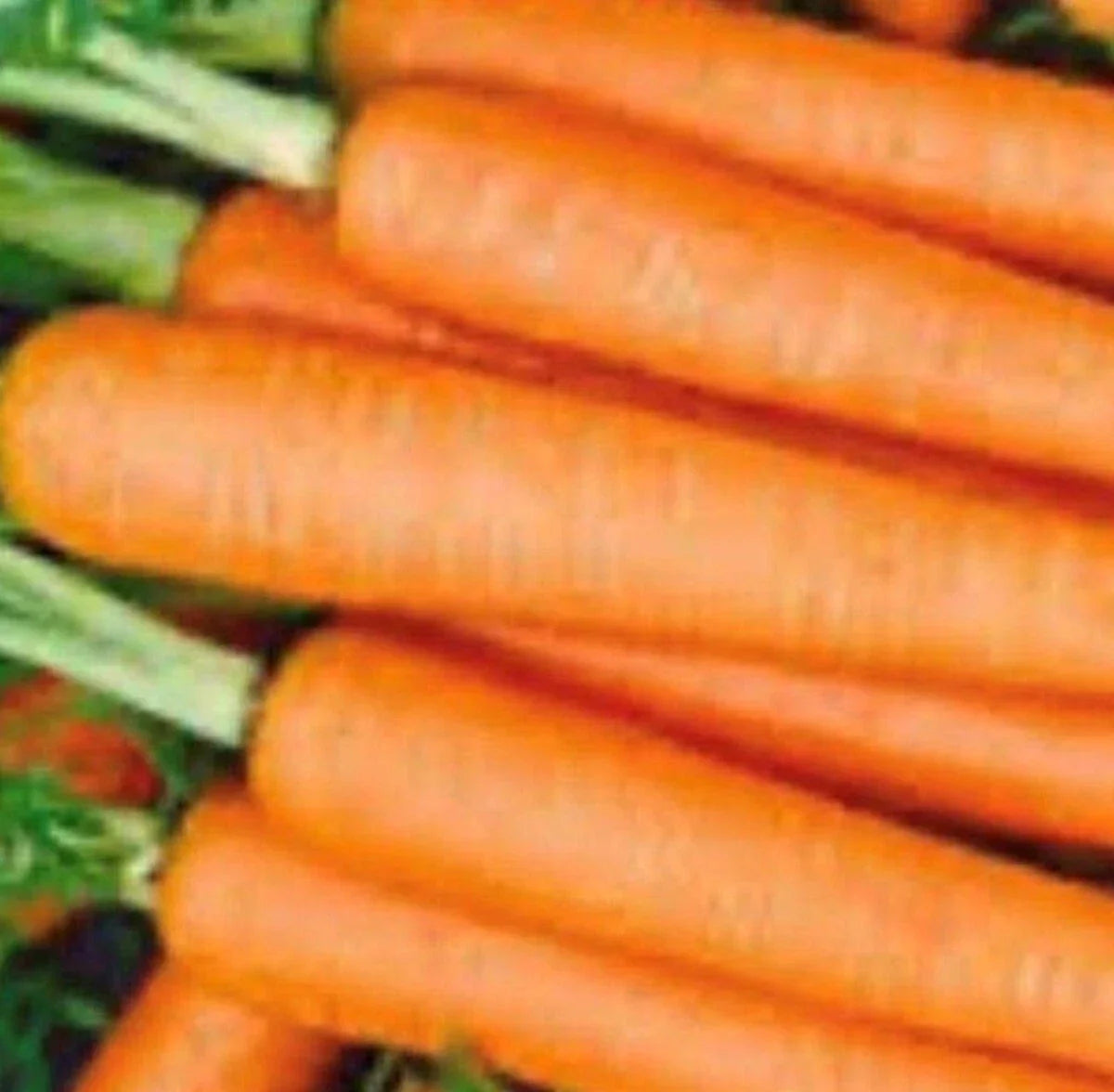 Tendersweet Carrot Seeds | NON-GMO Heirloom | Daucus carota | Fresh Garden Seeds for Easy Planting