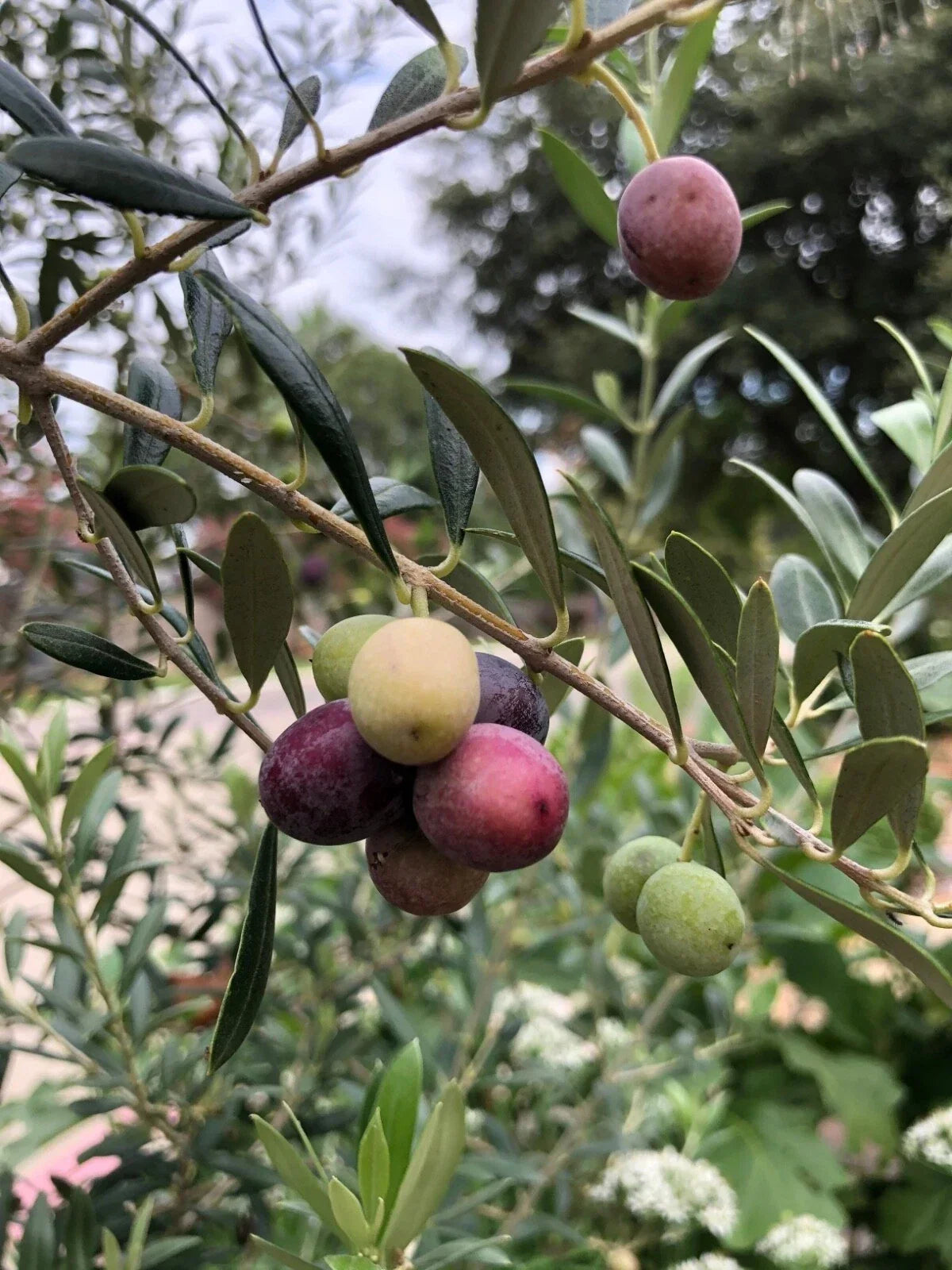 Organic Olive Tree Starter Plant - Arbequina - 6-10" Well-Rooted - Olea europaea - Home Gardening, Indoor/Outdoor