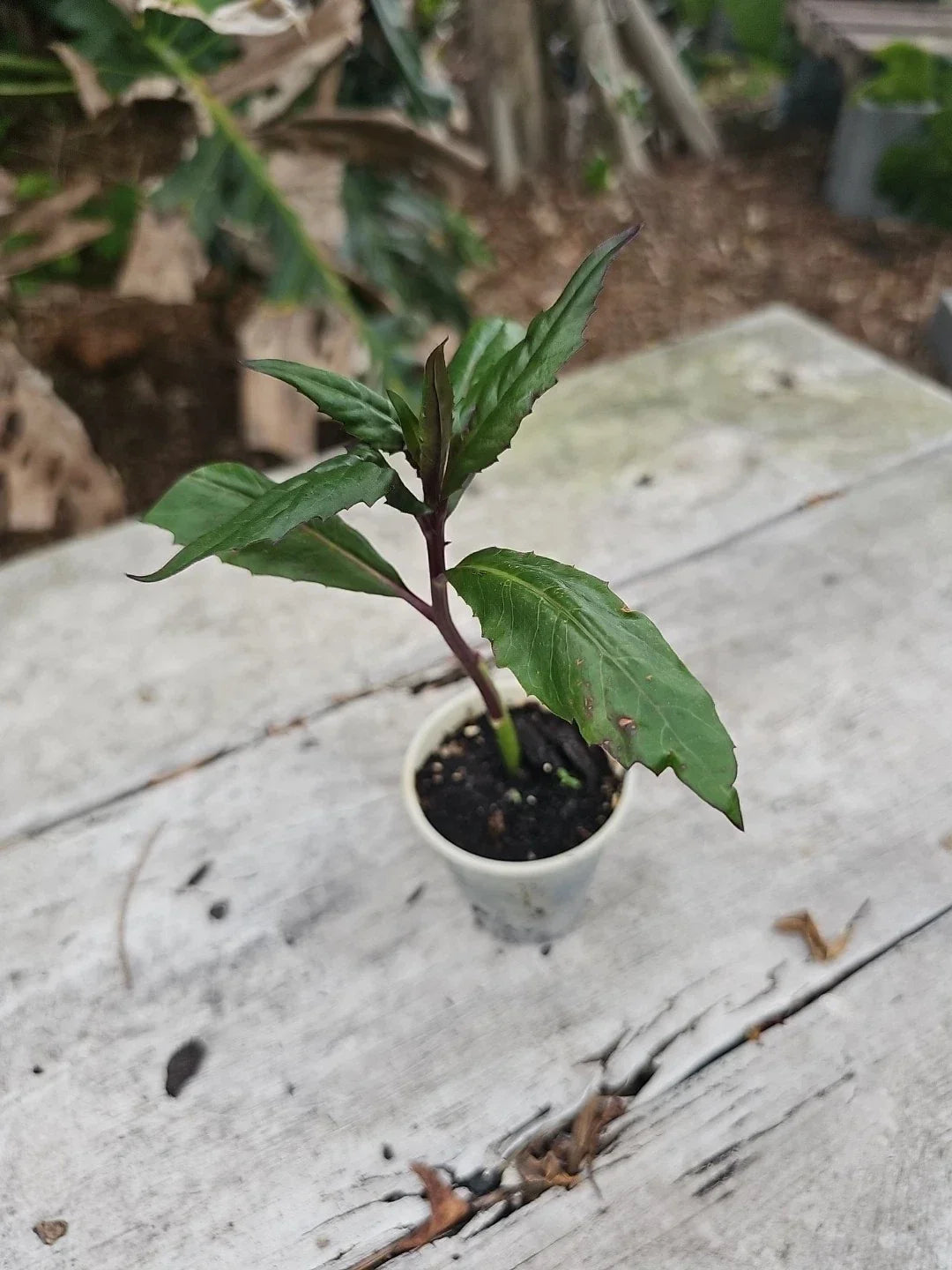 Okinawa Spinach Live Starter Plant 4" Edible Vegetable Gynura Crepioides for Food Forests and Gardens