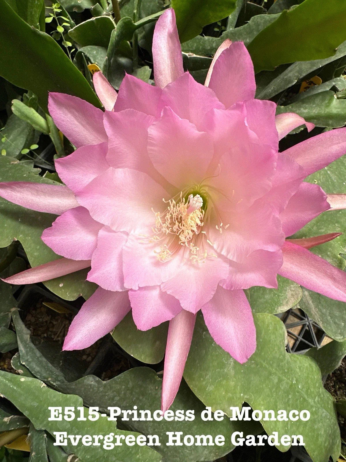 Epiphyllum Orchid Cactus 4” Starter Pot “Princess De Monaco” - Rooted Tropical Houseplant, Indoor Garden, Epiphyllum oxypetalum