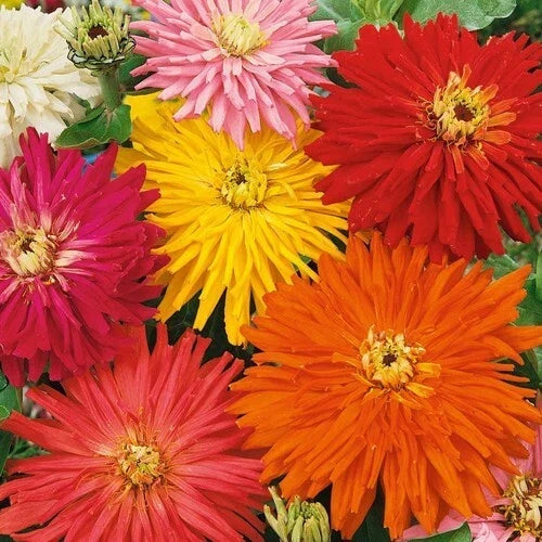 Zinnia Seeds - 100 Count - SUPER CACTUS GIANT Mix - Non-GMO - Zinnia elegans - Vibrant Blooms for Butterfly Gardens