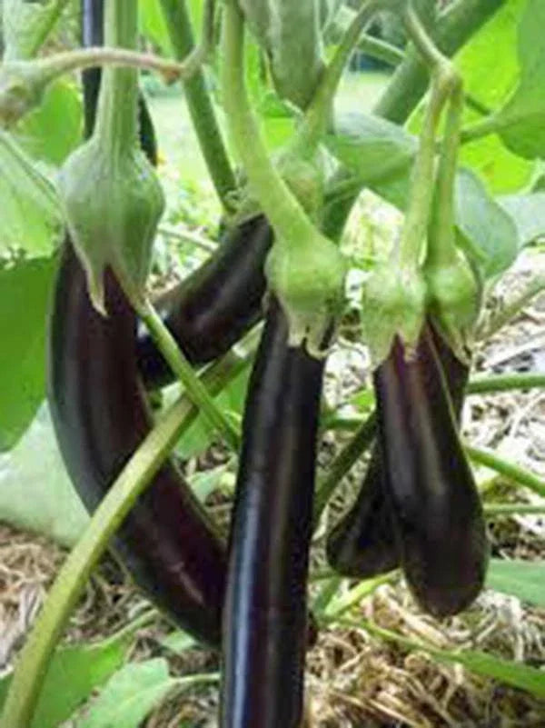 Eggplant Seeds - 50+ Heirloom Long Purple Non-GMO Seeds for Garden Planting, Solanum melongena