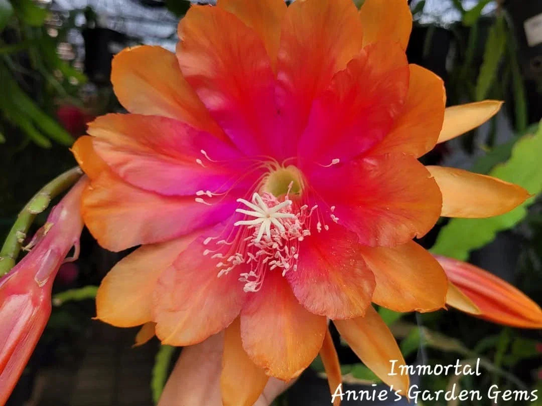 Epiphyllum Cuttings - 8 to 10 Inches - Immortal Variety - Unrooted Epiphyllum Oxypetalum - Perfect for Propagation