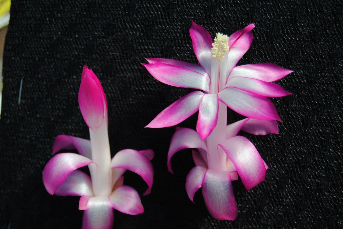 Christmas Cactus Starter Plant - Proud Mary - Schlumbergera Truncata - Well-Rooted Indoor/Outdoor Houseplant