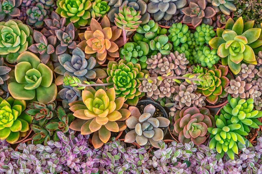 Echeveria Succulent Seeds Mix - 50 Seeds - Diverse Varieties - Echeveria spp. - Ships from Iowa, USA