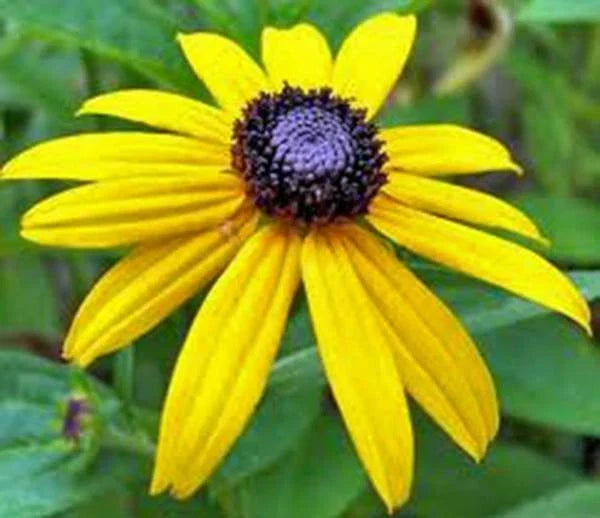 Black Eyed Susan Seeds - 500+ Colorful Flower Seeds - Rudbeckia hirta - Perennial Wildflower for Gardens and Pollinators