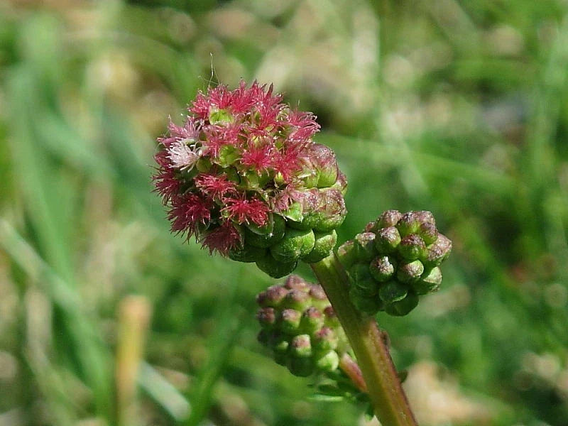 Salad Burnet Seeds 50+ Non-GMO Sanguisorba minor Herb Forage USA - Ideal for Culinary Use and Herb Gardens
