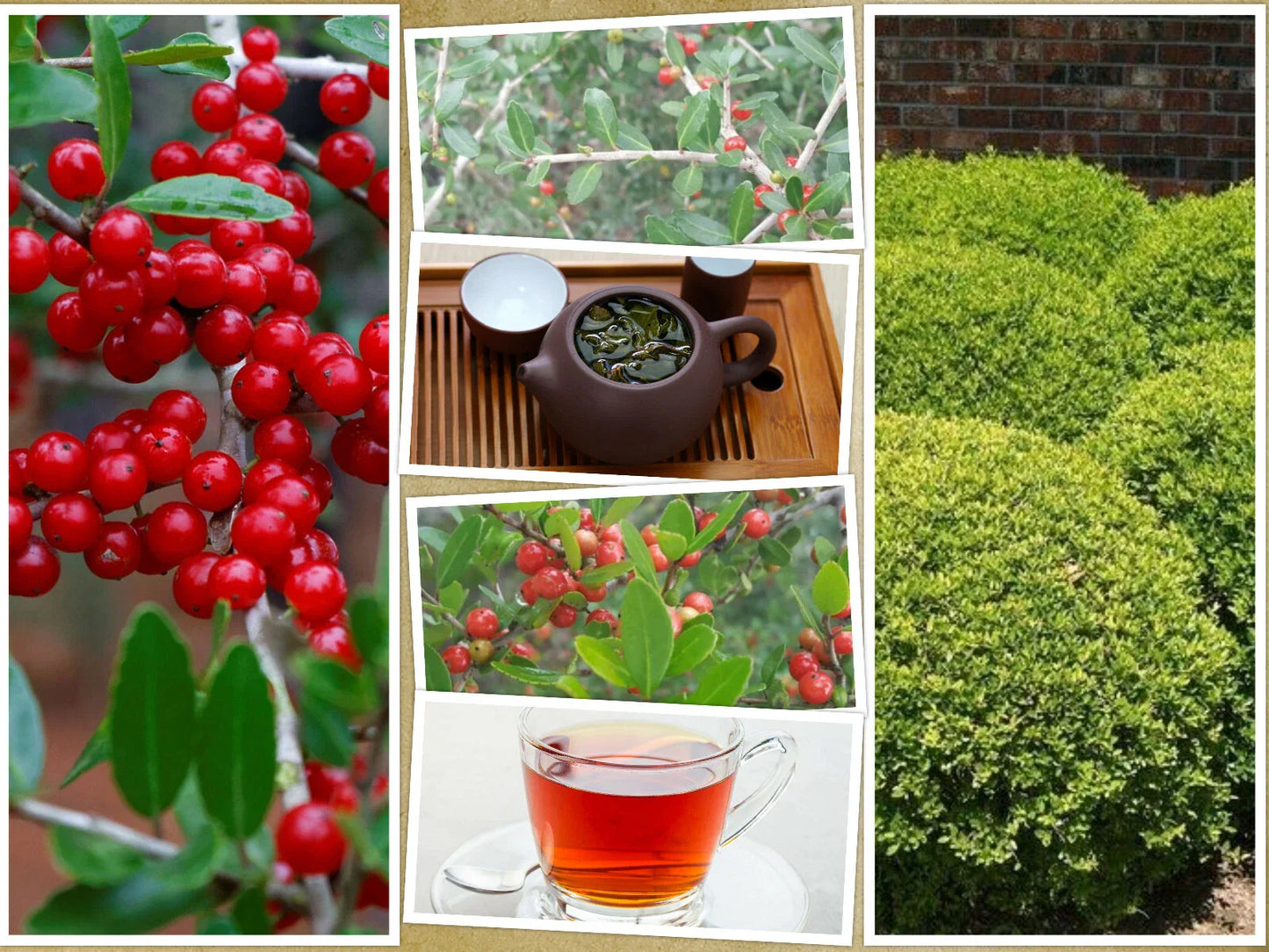 Yaupon Holly Bush Seeds | 40 Pack | Ilex vomitoria | USA Native Caffeine Tea Shrub
