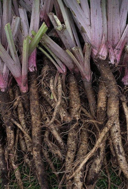 Burdock Seeds - 10-200 Count - Heirloom Gobo Kimpira - Arctium lappa - Edible Roots for Cooking