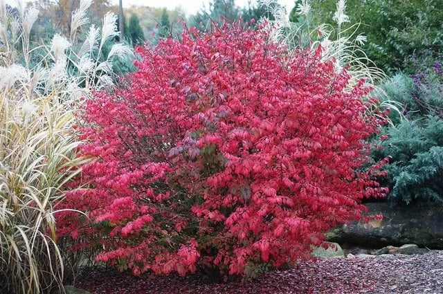Burning Bush Live Bare Root Plant 16+ Inches Red Foliage Euonymus alatus Zone 4-8 Ornamental Shrub