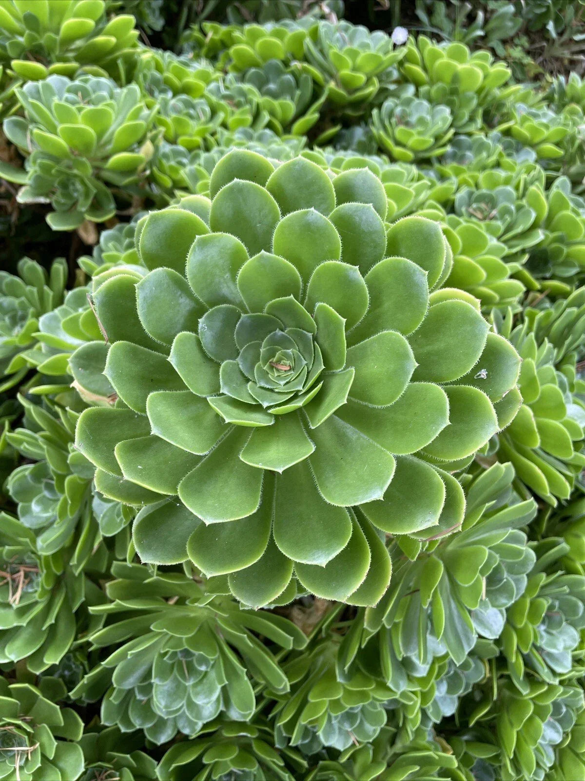 Rare Aeonium Arboreum "Irish Rose" 4 Cuttings - Green Succulent Plants for Indoor Gardening & Decor
