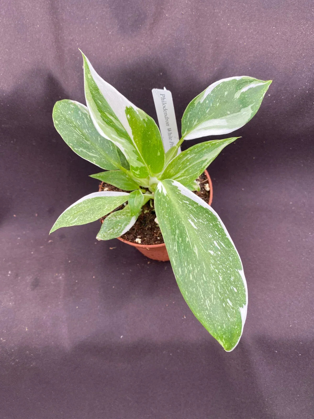 Philodendron White Princess Plant - 3" Rooted Rare Variegated Houseplant - Philodendron erubescens 'White Princess'