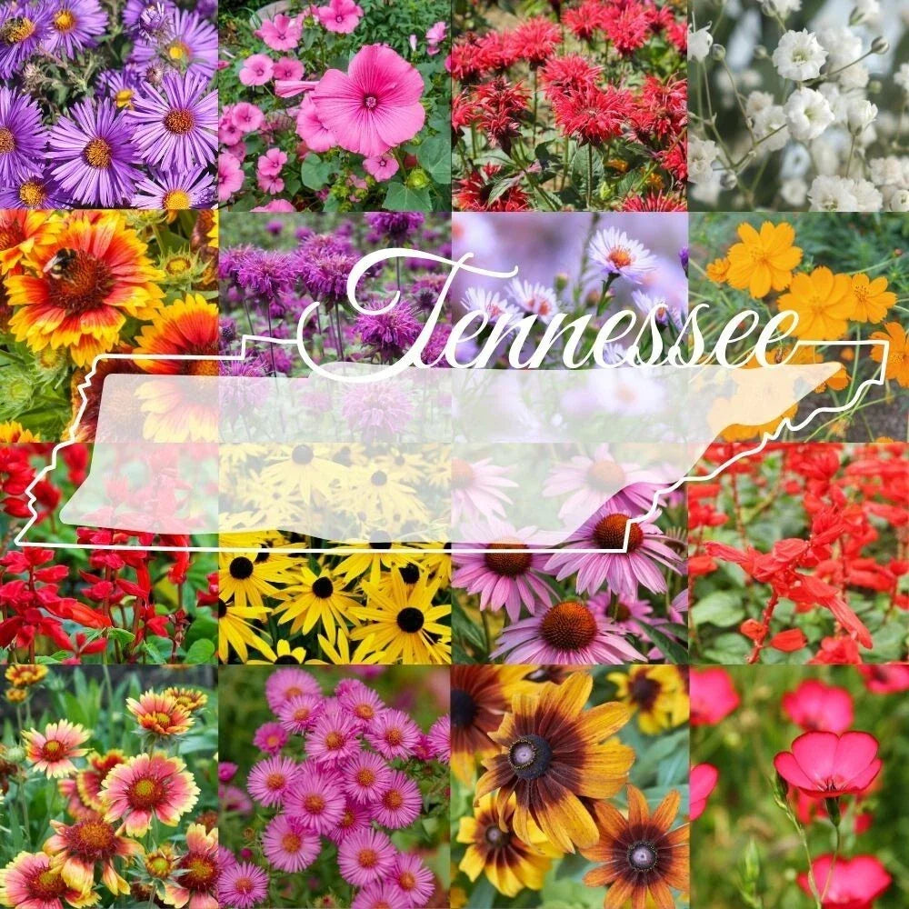 Tennessee Wildflower Seed Mix 1lb Bulk, Colorful Native Blooms for Garden & Landscaping, Various Species for Pollinators
