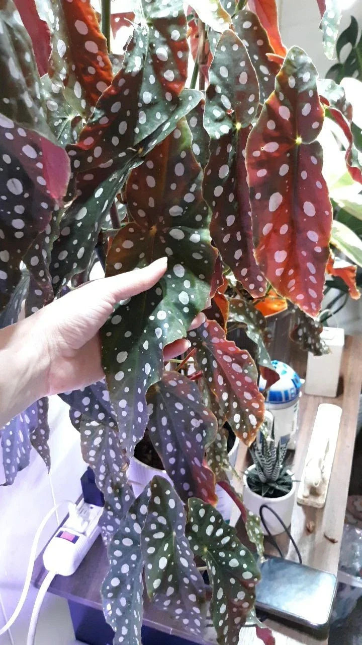 Polka Dot Begonia Live Rooted Cuttings - 2 Large Cuttings of Begonia Maculata - Rare Indoor Plant for Home Decor