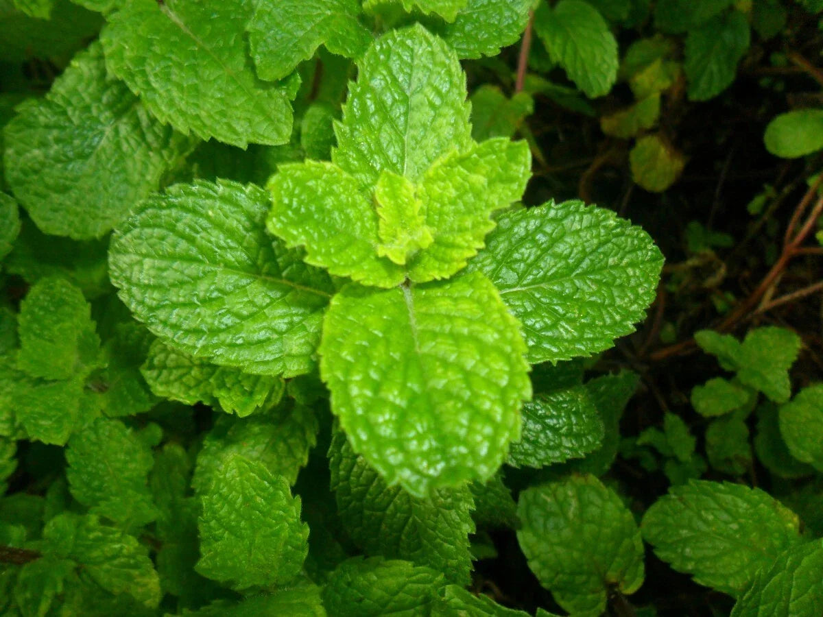 Spearmint Seeds 2500 Count - Non-GMO Mint Herb - Mentha spicata - Perfect for Tea & Culinary Uses