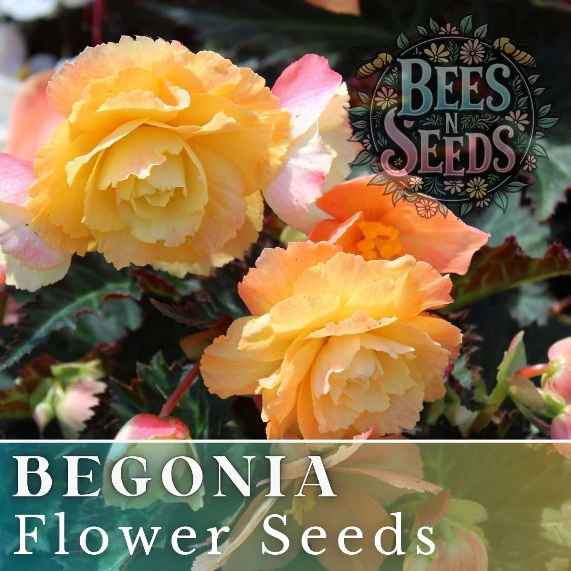 Begonia Seeds - 45 or 125 Count - Sunny Zing Variety - Non-GMO Begonia x tuberhybrida - Ideal for Gardens & Containers