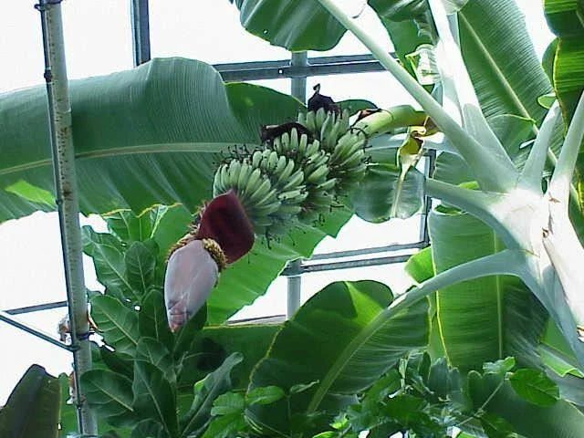 Musa 'Gran Nain' Banana Tree Live Plant - 2-3 Feet Tall - Tropical Fruit - Musa acuminata - Indoor/Outdoor Gardening