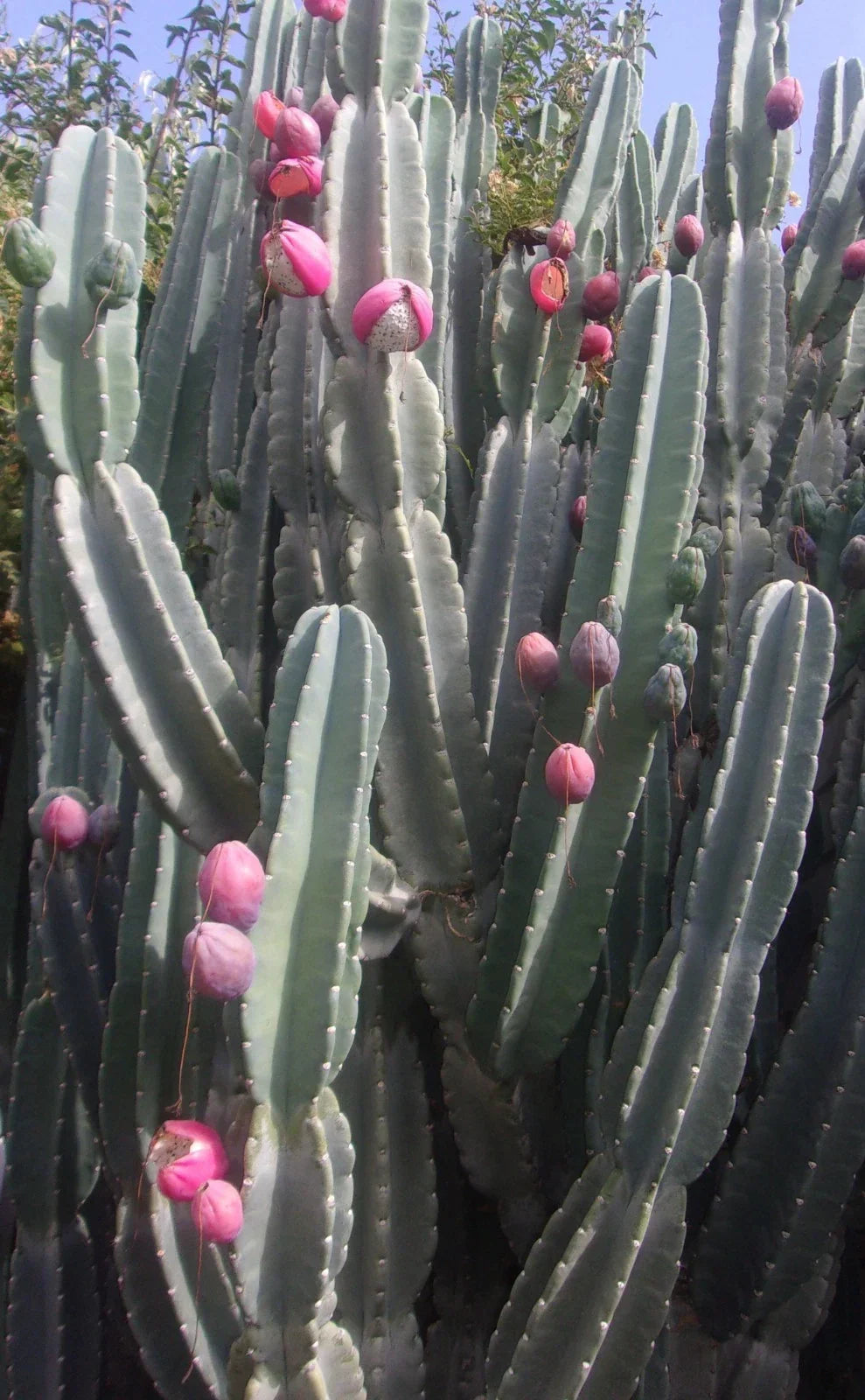 Night Blooming Cactus Cutting 24 Inches Hylocereus undatus - Freshly Cut, Low Maintenance, Indoor/Outdoor Plant