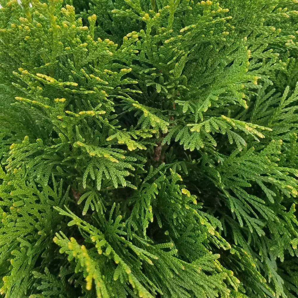 Emerald Green Arborvitae Live Bare Root Plant 24+ Inches - Thuja Occidentalis Privacy Hedge, Vibrant Green Foliage
