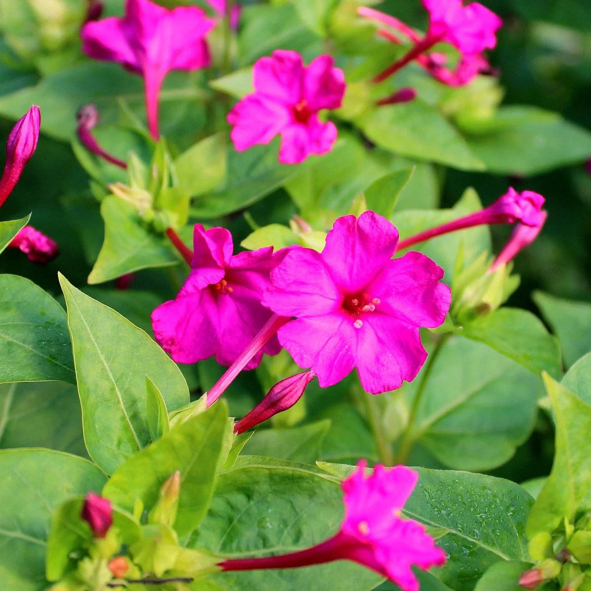 Pink Four O'Clock Seeds - Solid Marvel Variety - Mirabilis Jalapa - Vibrant Pink Flowers for Garden Planting 2025