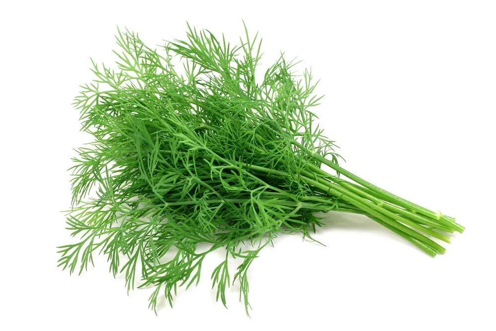 Dill Seeds 200+ Count | Anethum graveolens | Culinary Herb for Garden