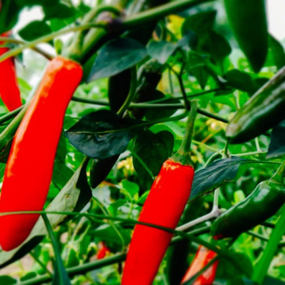 Serrano Hot Pepper Seeds | Heirloom NON-GMO | Capsicum annuum | Fresh Garden Seeds for Spicy Cooking