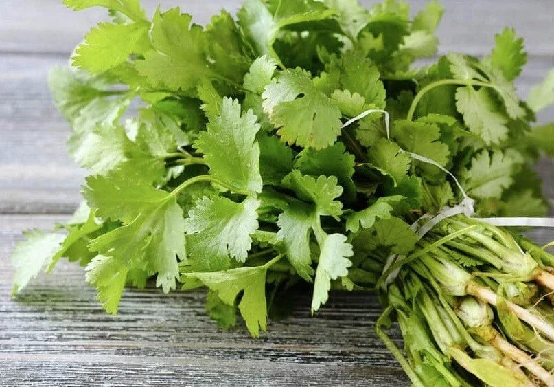Cilantro Seeds 200 Count | Organic Heirloom Non-GMO Coriandrum sativum | Culinary Herb Gardening