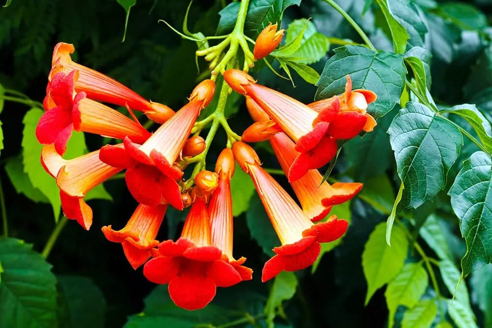 Rare Red Hummingbird Vine Seeds - 25 Non-GMO Seeds - Red Trumpet Bush - Distictis buccinatoria - Fast-Growing Climbing Vine