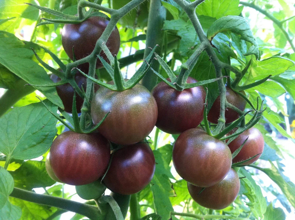 Black Cherry Tomato Seeds, Non-GMO, Salad Variety, Solanum lycopersicum, Multiple Sizes Available