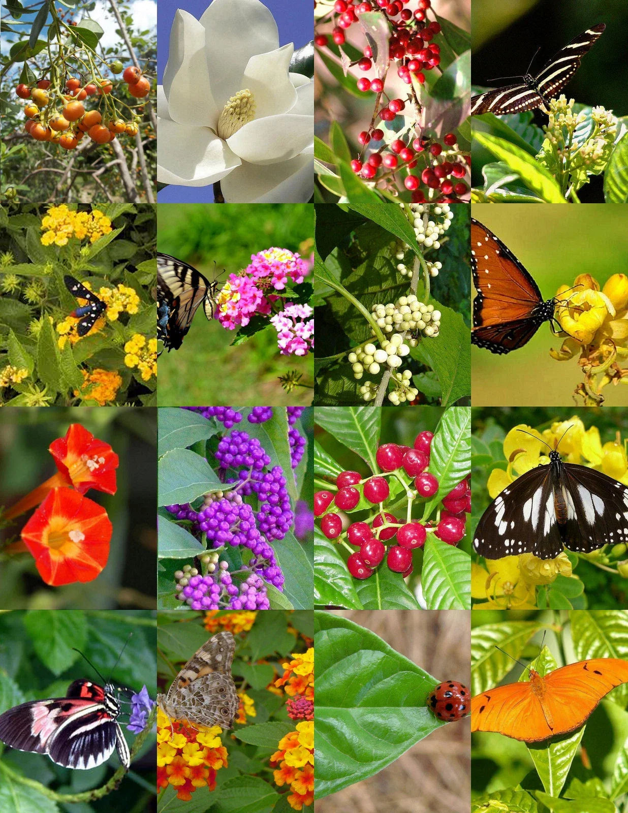 Butterfly Garden Mix Seeds - 500 Wildflower Seeds for Pollinators - Non-GMO Diverse Blend - Various Species
